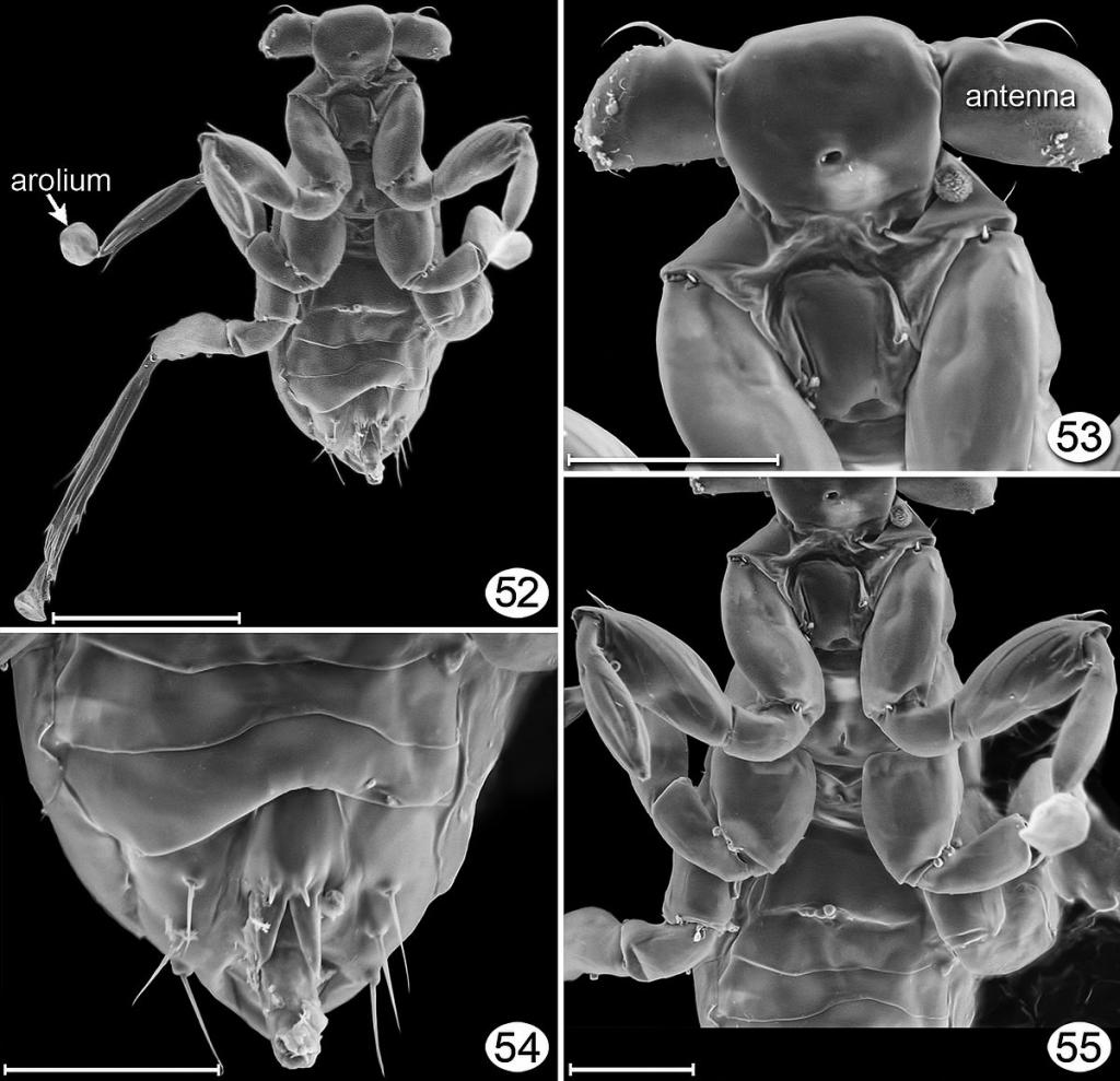 самое маленькое насекомое Dicopomorpha echmepterygis