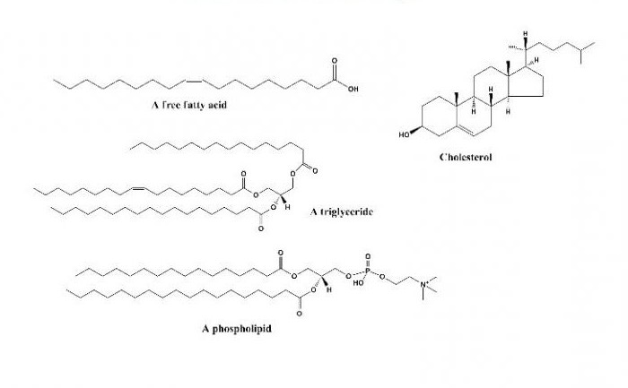 строение липидов