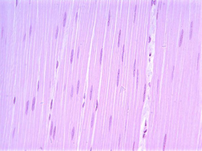 структура мышечной ткани