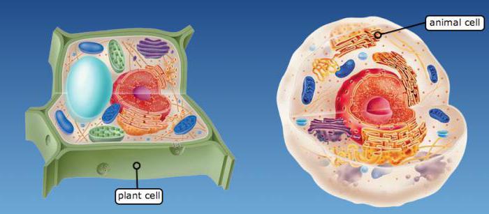 строение растительных и животных клеток