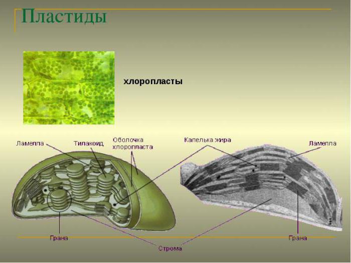 пластиды функции 