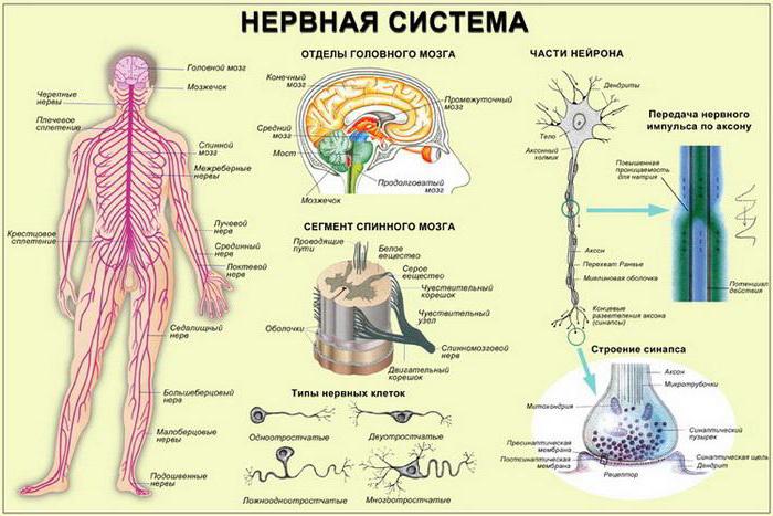 отростки нервных клеток