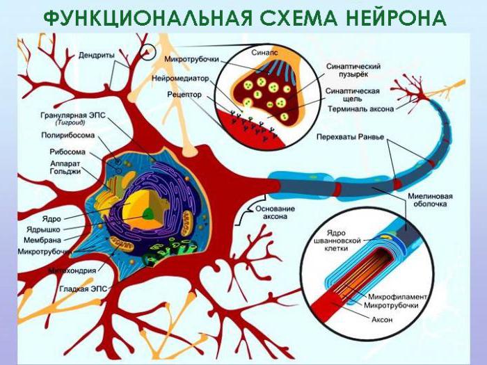 миелиновая оболочка 