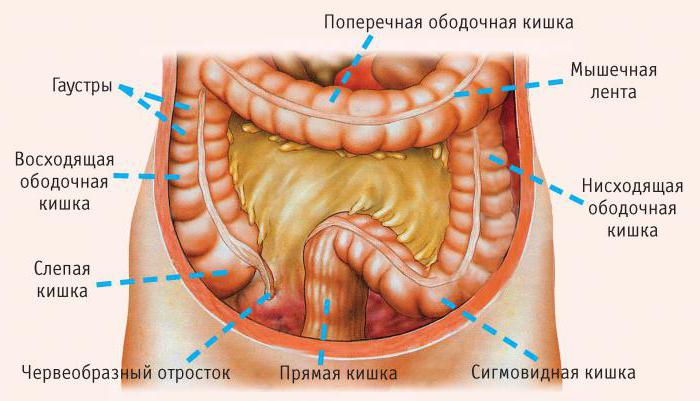 функции толстой кишки