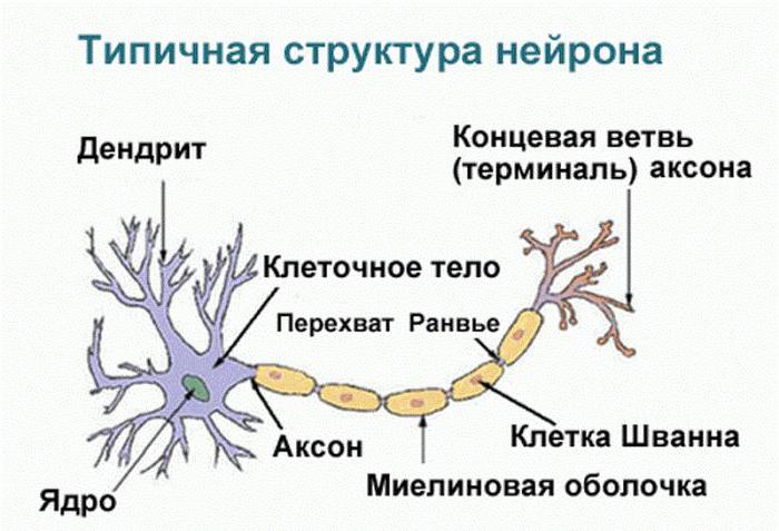 торможение в цнс