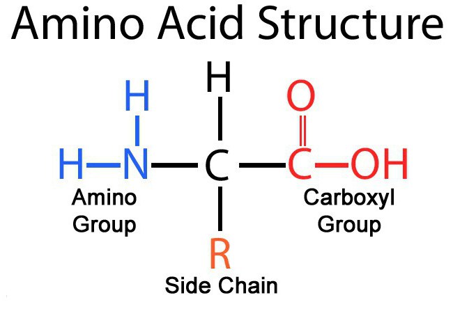 классификация аминокислот