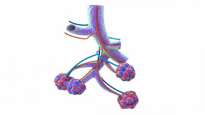 альвеолы человека 