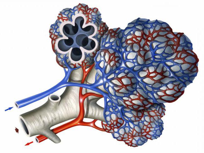 альвеолы легких