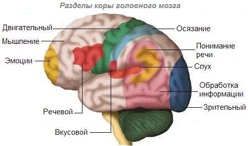 обонятельные рецепторы 