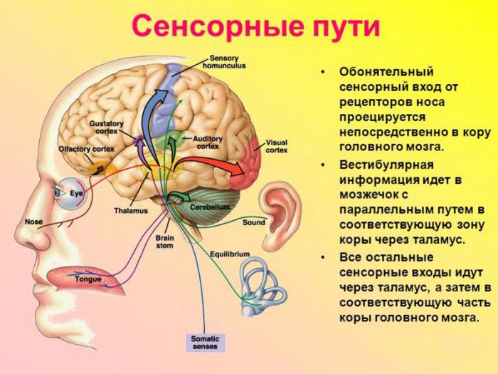 обонятельные рецепторы воспринимают