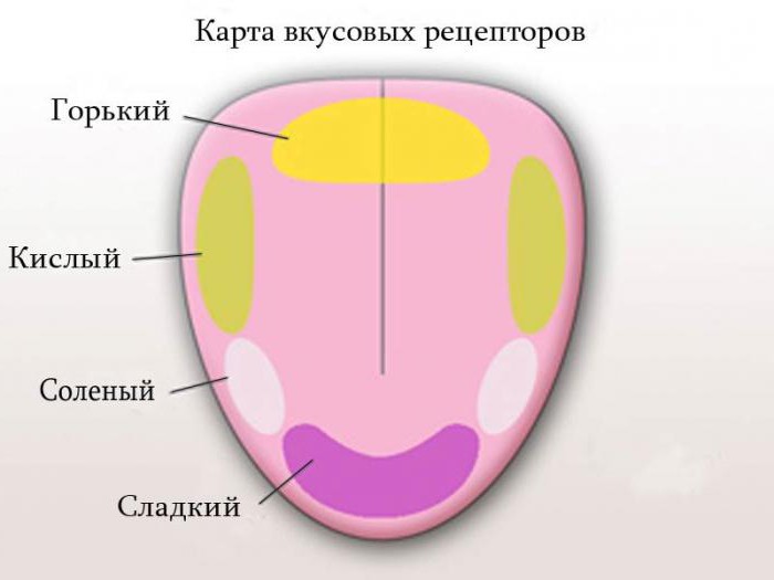 обонятельные рецепторы расположены в