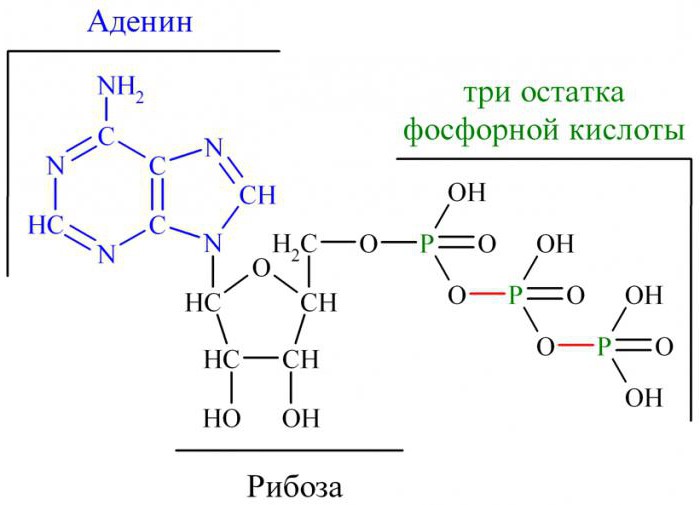 функция молекулы атф