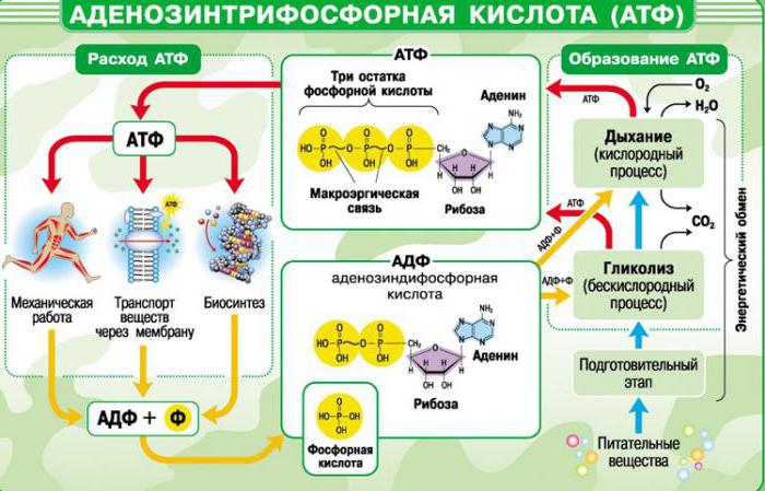 атф выполняет функцию