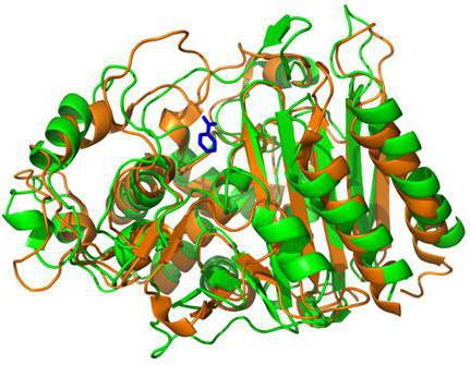 биохимия ферментов
