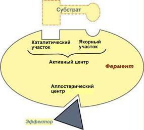 регуляция ферментов