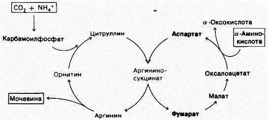 метаболические нарушения орнитинового цикла