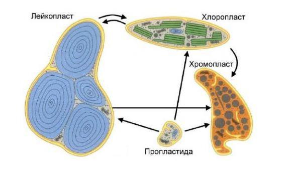 что такое пластиды клетки