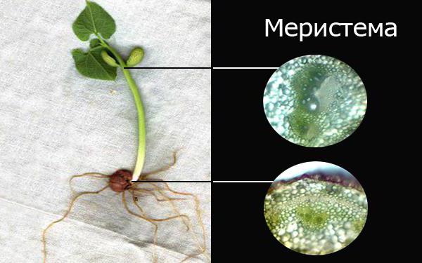 ткань составляющая основную массу конуса нарастания почек