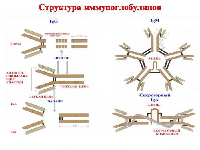 строение иммуноглобулина g