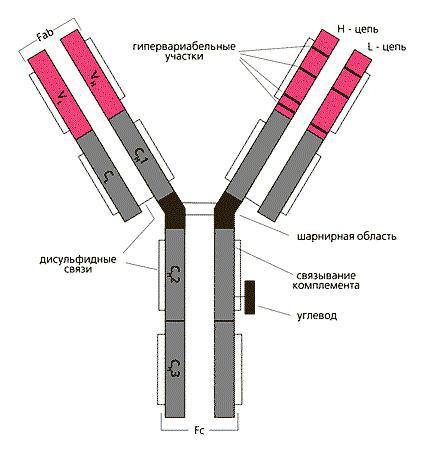 строение молекулы иммуноглобулина