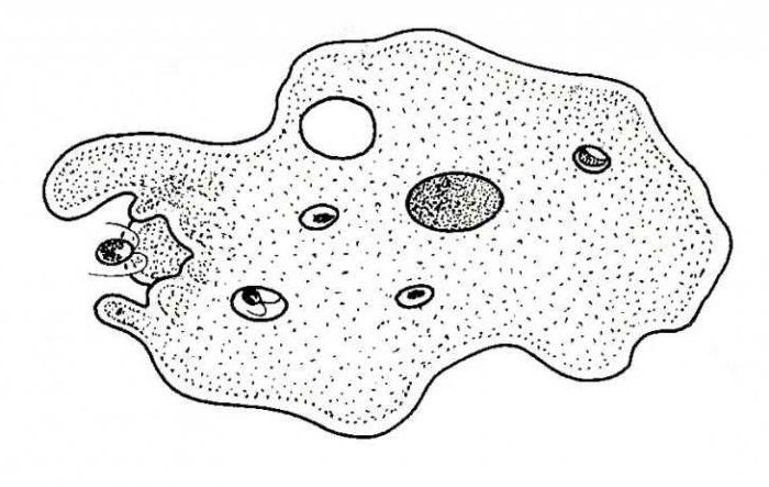 амеба протей класс