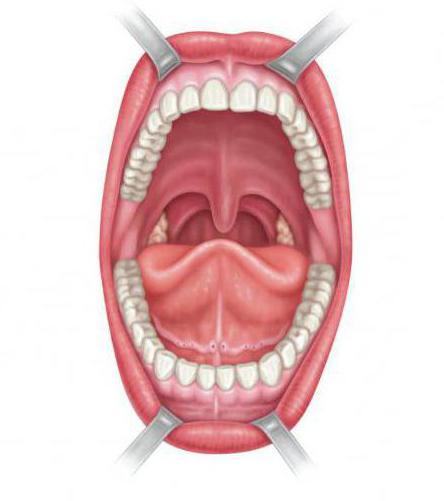 ротовая полость анатомия