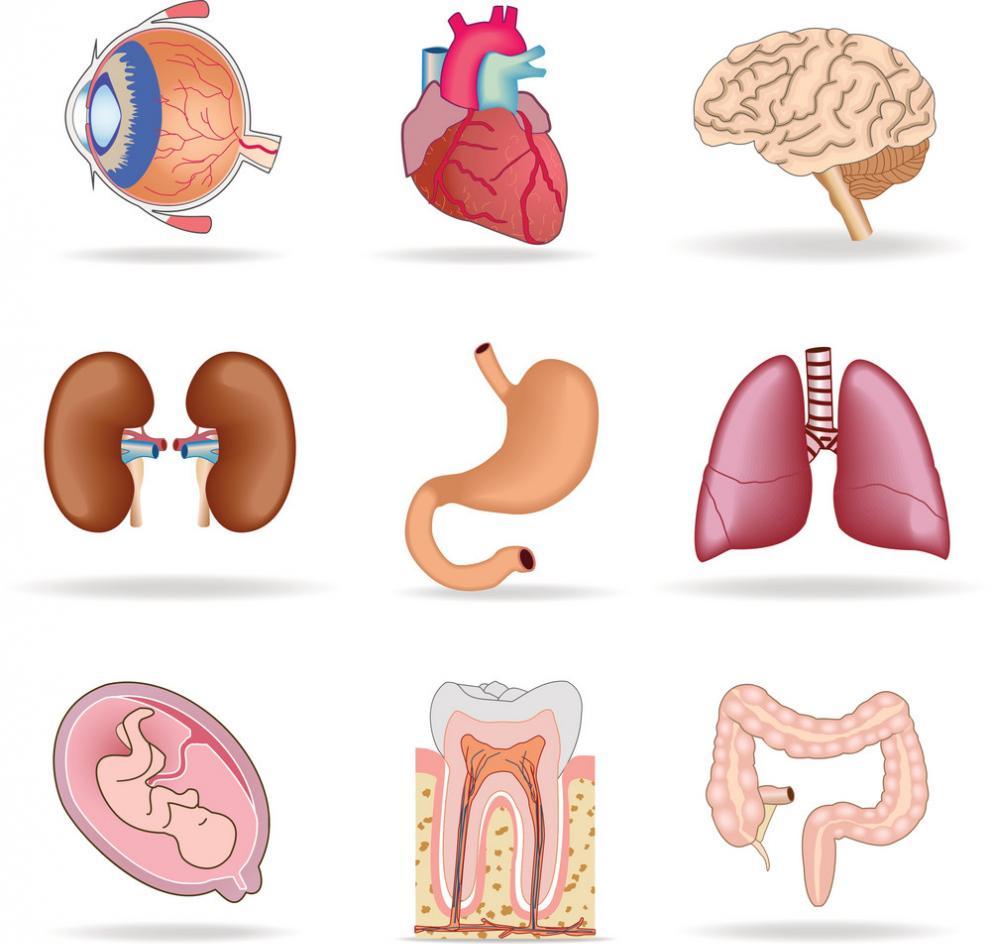 различные органы человека