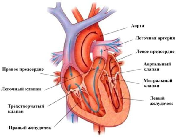 как устроено сердце человека