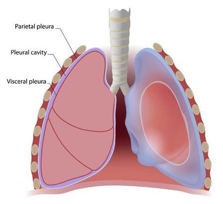 плевральная жидкость