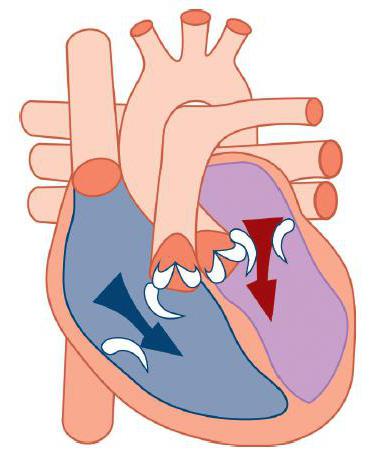 камеры сердца человека