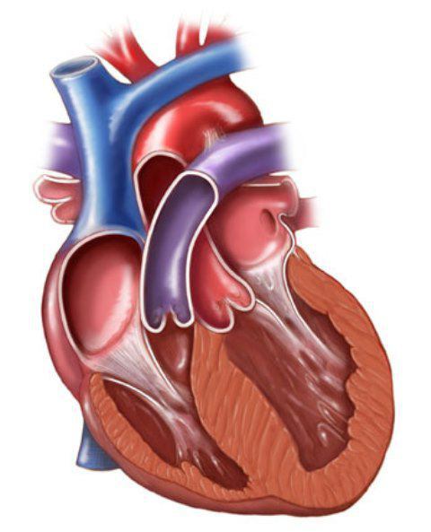 сколько камер в сердце человека