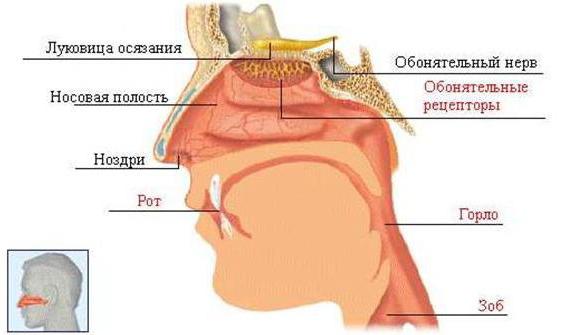 функции обонятельного нерва