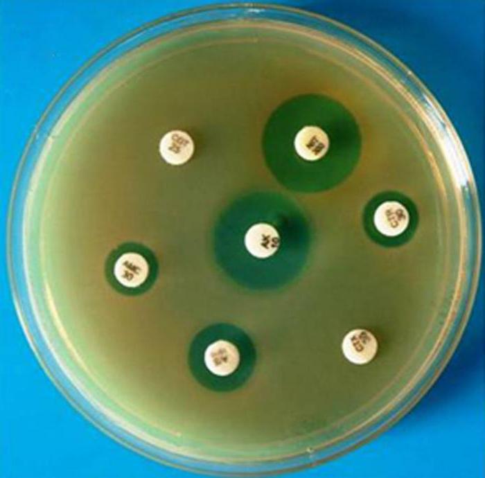 анализ определение чувствительности антибиотикам