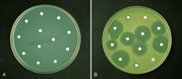 бак анализ на чувствительность к антибиотикам