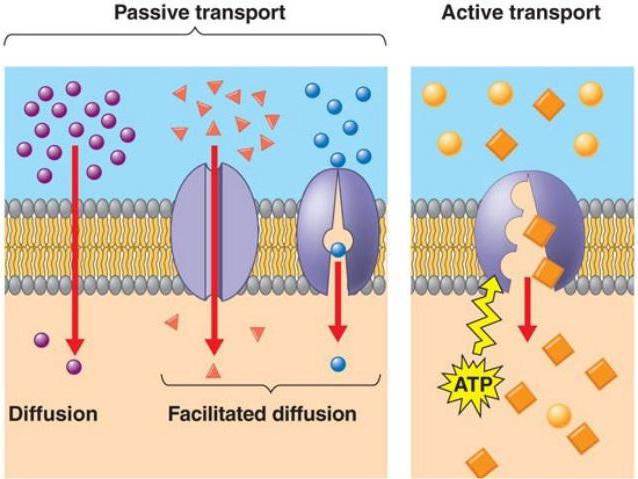 активный и пассивный транспорт