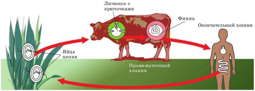 жизненный цикл широкого лентеца