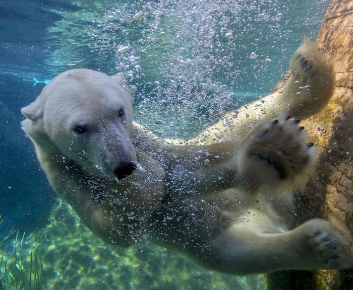 в арктических морях обитает белый медведь