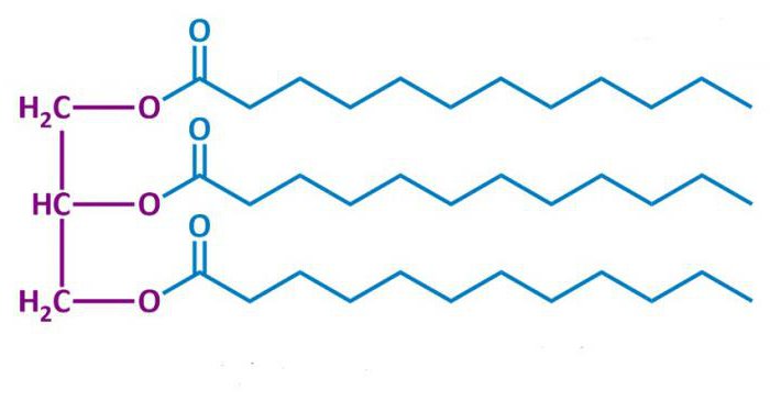 химическое строение жиров 