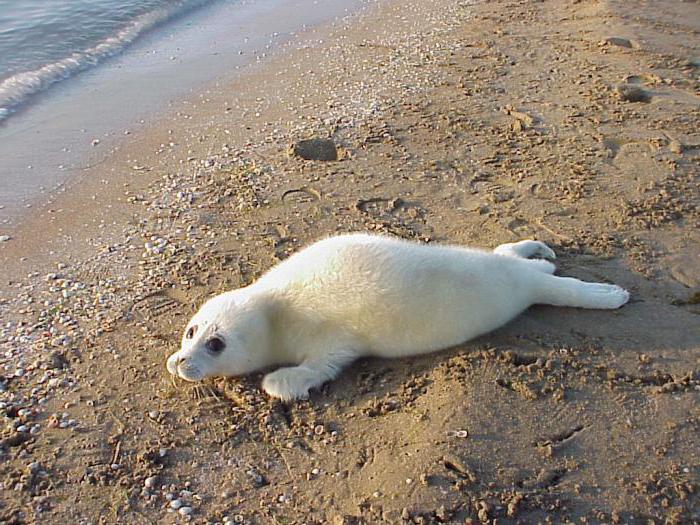 отдых на каспийском море в астраханской области