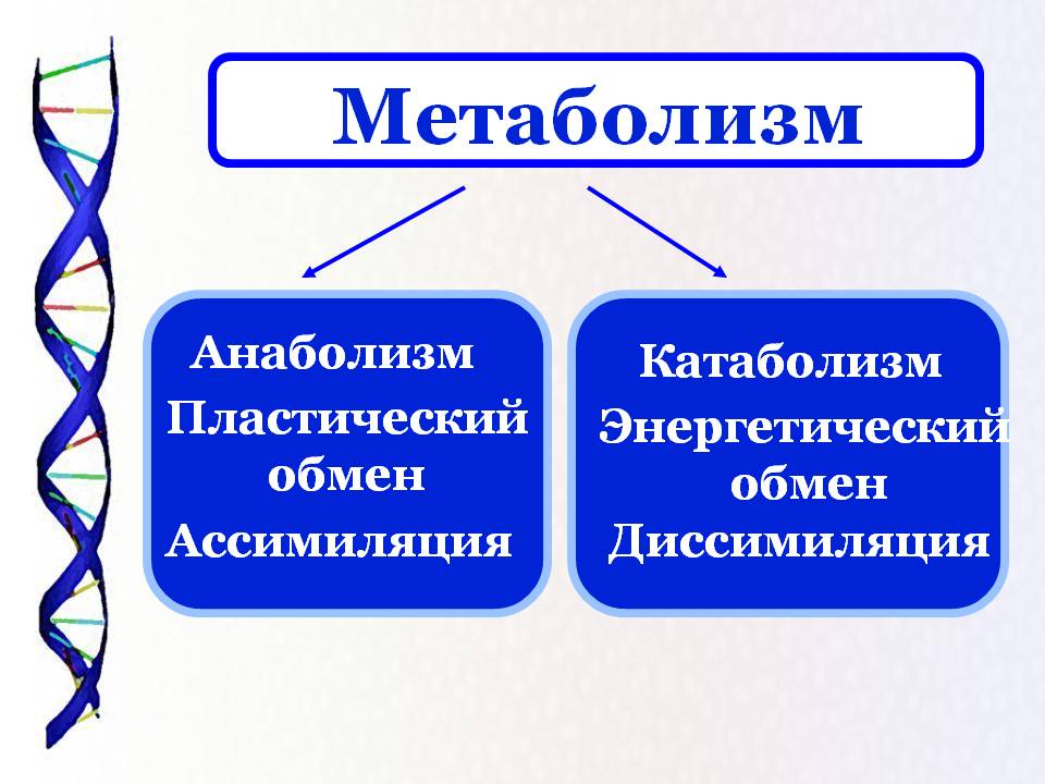 препараты ускоряющие метаболизм