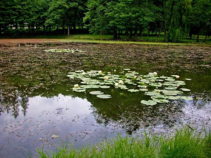 замок шенборнов в мукачево