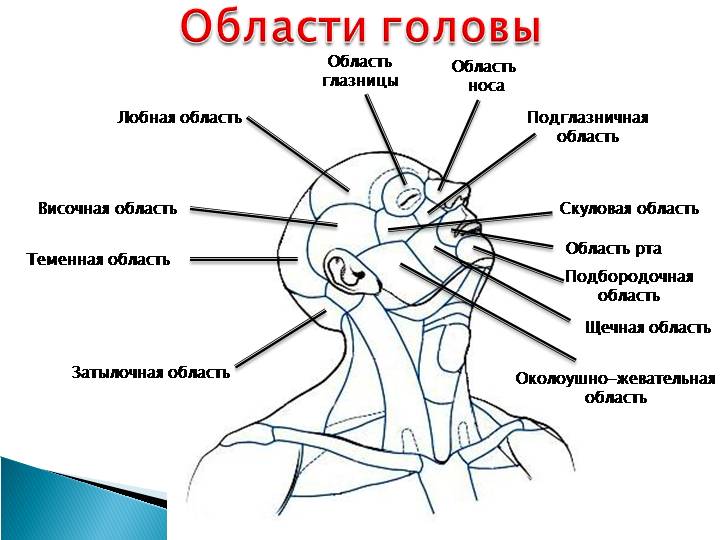 голова человека