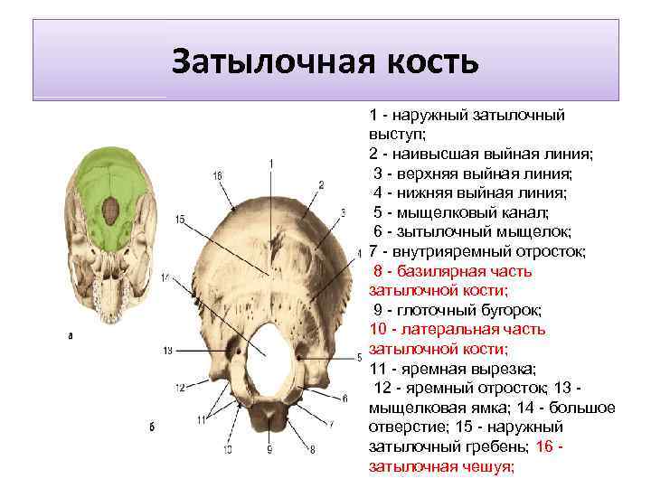 размер головы взрослого человека