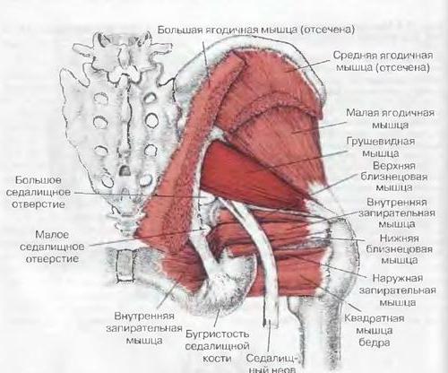 Мышцы крестца