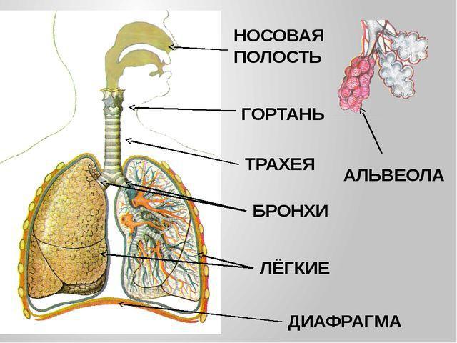 Легкие бронхи трахея гортань