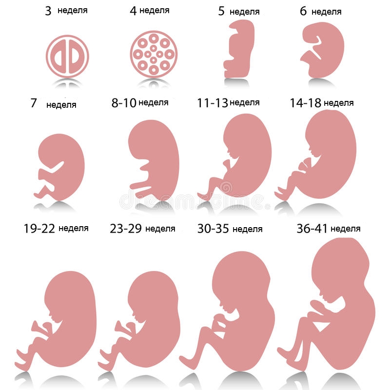 Развитие беременности по неделям