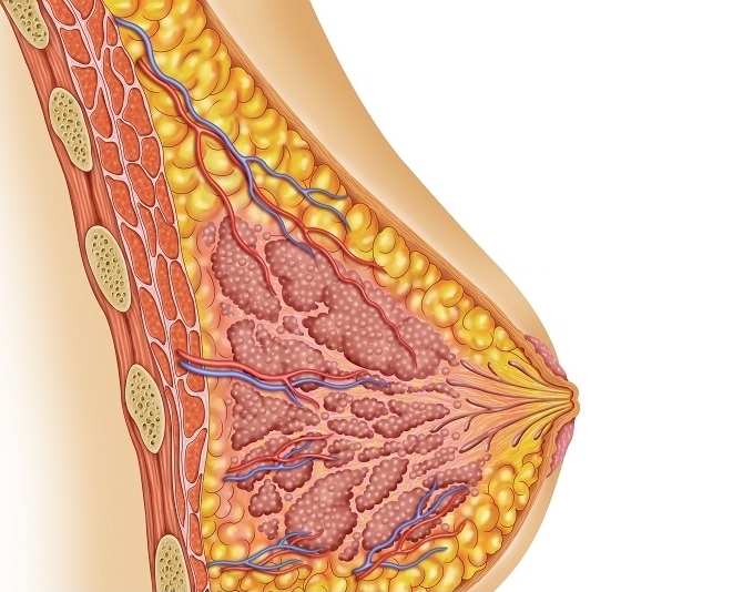 Строение женской груди