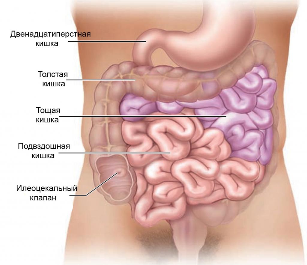 Отделы тонкой и толстой кишки