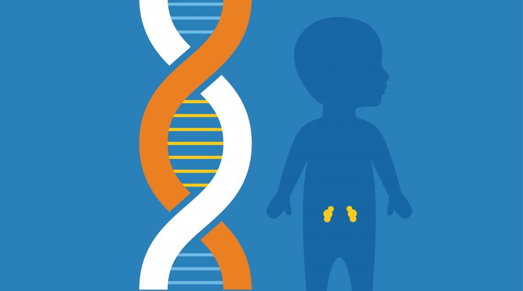 1. Заболевание почек может быть связано с генетикой
