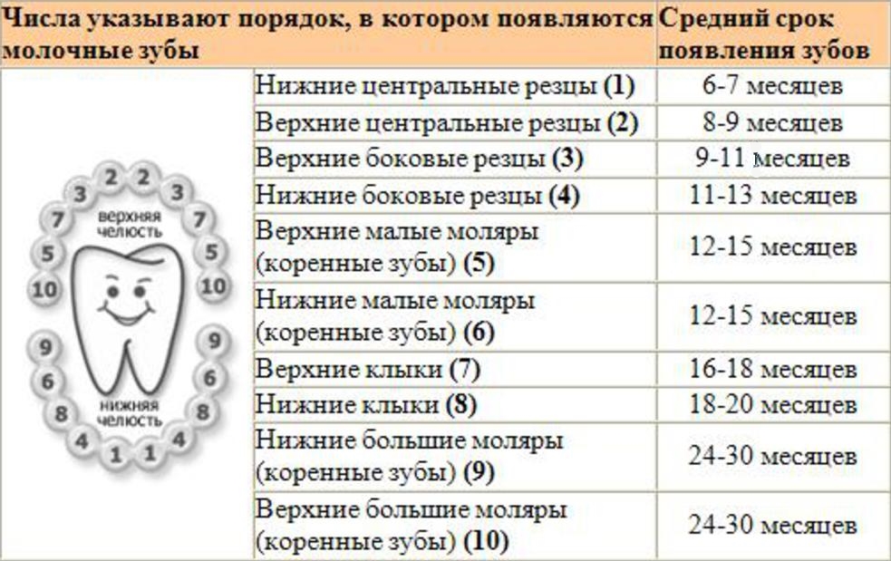 Схема прорезывания зубов